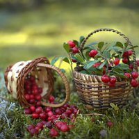 Брусничка :: Aleksandr P.