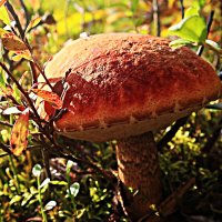 Под осенним солнцем- важный гриб! :: Владимир 