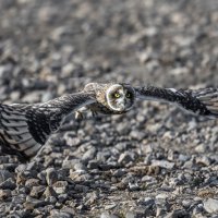 сова болотная. :: юрий макаров