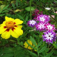 Нежное цветение :: Людмила Смородинская