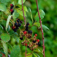 Адыгея, ежевика. :: Evgeny Mameev