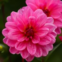 Доброе утро :: Юрий. Шмаков