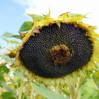 Будем с подсолнечным маслом! :-) :: Андрей Заломленков