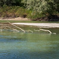 Река и деревья :: Игорь Сикорский