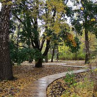 Дождь ,,,опустели дорожки,,, :: Анатолий Колосов