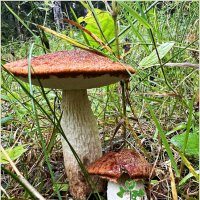 ******** :: Валерия Комова ******** :: Валерия Комова