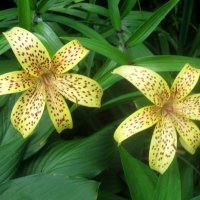 Двое :: Елена Семигина