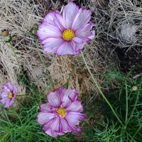 Космея :: Рита Симонова