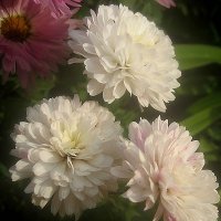 Белые хризантемы :: Елена Семигина