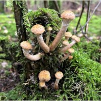 Опята. :: Валерия Комова Опята. :: Валерия Комова