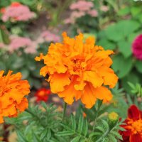 ,,, :: Сергей Тимоновский ,,, :: Сергей Тимоновский