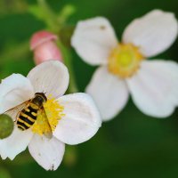 *** :: Светлана 