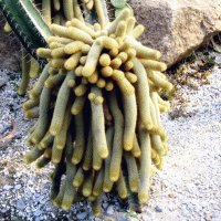 Кактус :: ирина 