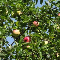 Яблонька :: Freddy 97