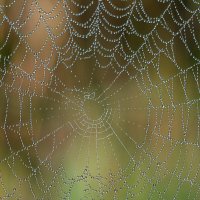 Паутинка и росинка :: Андрей Пристяжнюк