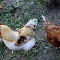 На личном подворье. :: сергей ермошкин