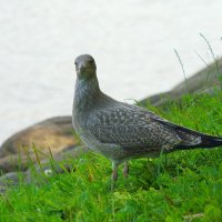 Серебристая чайка :: Сергей Беляев