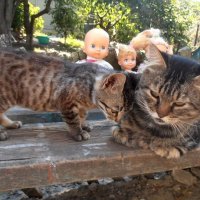 Кот Мура со своей дочерью Марысей :: Наталья 