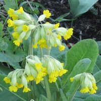 Первоцвет весенний :: Дмитрий Никитин