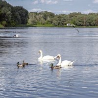 р. Нарев  (Nowy Dwór Mazowiecki) :: Светлана Ищенко