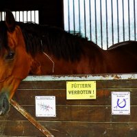 Из жизни животных(серия) :: Владимир Манкер