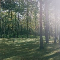 Летне, осенний лес. :: Игорь Солдаткин