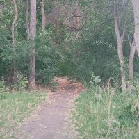 Путь из жёлтых листьев. :: Игорь Солдаткин