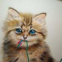 котик :: Владимир 