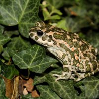 Жабка) :: Ольга 