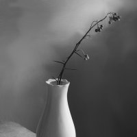 Веточка боярышника :: Наталья S Веточка боярышника :: Наталья S