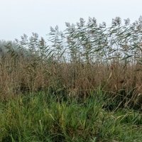 Тростник в тумане :: Veera V