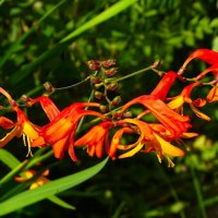 Цветы сентября. :: Милешкин Владимир Алексеевич 