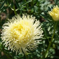 Цветы осени :: Ольга Цветы осени :: Ольга