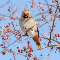 Свиристель :: Виктор Иванович Чернюк