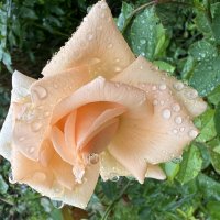 После дождя. Капли 2 :: Galina После дождя. Капли 2 :: Galina