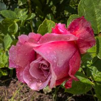 После дождя. Капли 4 :: Galina После дождя. Капли 4 :: Galina