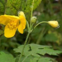 вроде чистотел... :: Андрей Катков