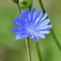 Гость бабьего лета :: Татьяна Лютаева