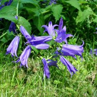 "Было, было, было, было, но прошло.." :: AleksSPb Лесниченко "Было, было, было, было, но прошло.." :: AleksSPb Лесниченко