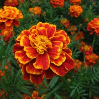 Бархатцы цветут :: Людмила Смородинская