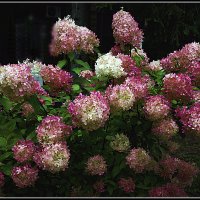 Фотоэтюд с цветами :: Владимир Кроливец