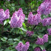 Сирень. :: Владимир Драгунский Сирень. :: Владимир Драгунский