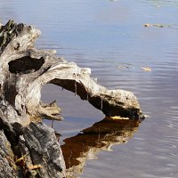 Жажда :: Галина Кан