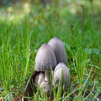 Похоже, несъедобные грибы? :: Галина Кан