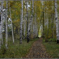 *** :: Aleksandr Gal