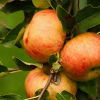 Сентябрь яблочный :: Юрий. Шмаков