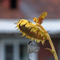 *** :: владимир 