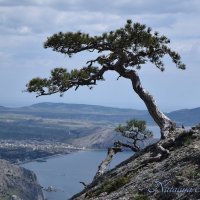 Природа Крыма :: Amazing Cosmea