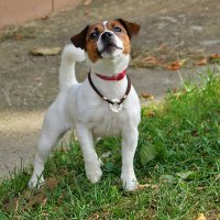 Домашний, но совсем не добродушный... :: Светлана 