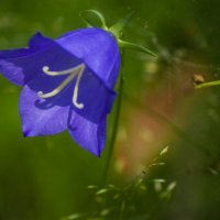 ЦВЕТ у Дома :: Владимир Максимов